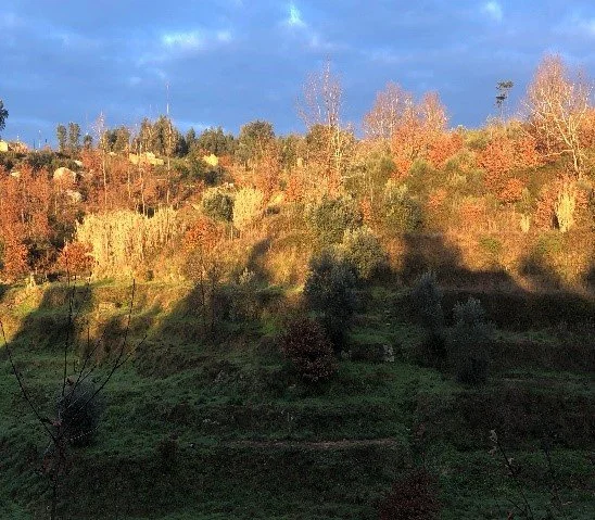 The gardens and land